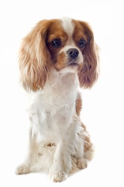 Cavalier king charles clipart
