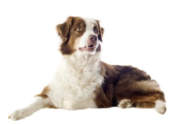 Australian shepherd clipart