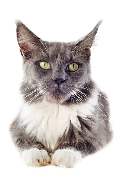 Maine coon chat — Photo