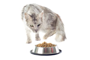 Maine coon cat and cat food clipart