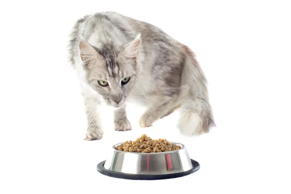 stock image Maine coon cat and cat food