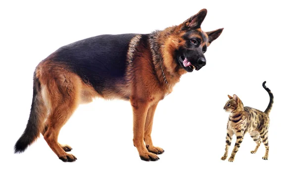 셰퍼드와 고양이 — 스톡 사진