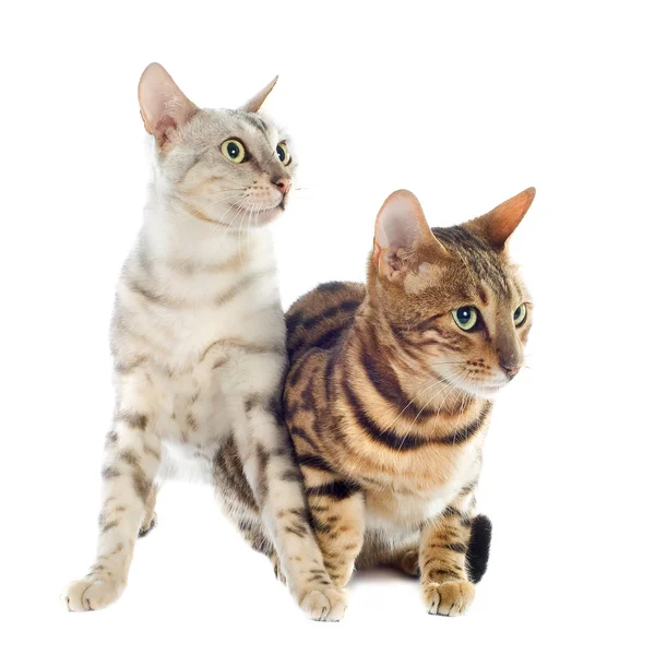 Bengal katter — Stockfoto