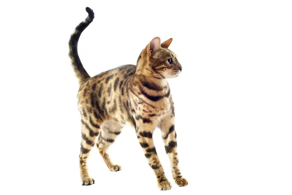 Bengal kitten — Stock Photo, Image