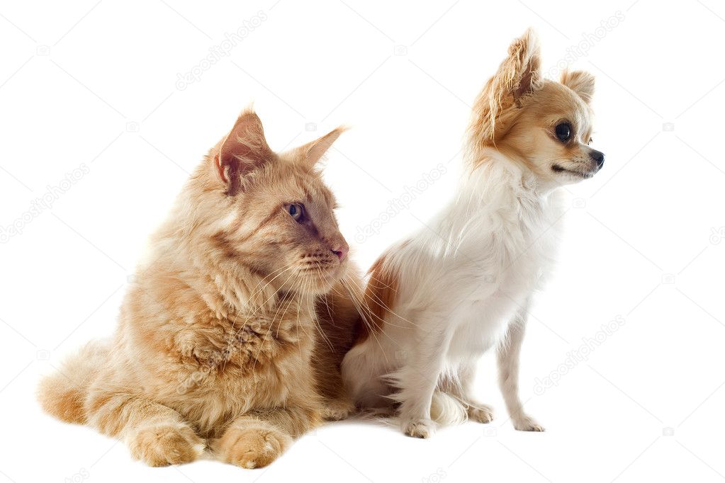 Maine coon cat and chihuahua