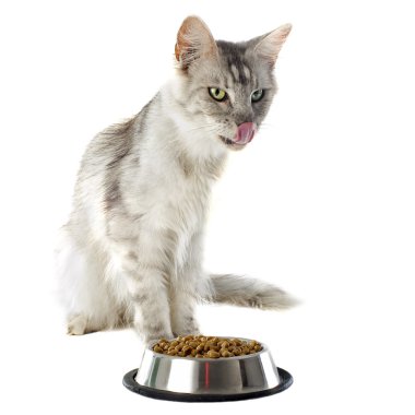 Maine coon cat and cat food clipart