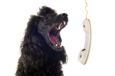 Poodle and phone clipart