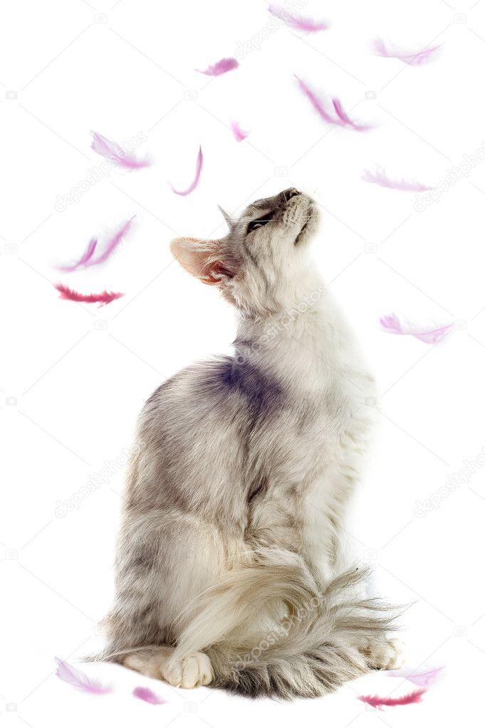Maine coon cat and feathers