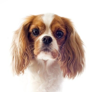 Cavalier king charles clipart