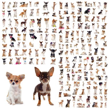 Group of chihuahuas clipart