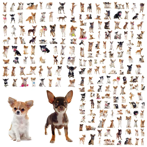 Grupa Chihuahua — Zdjęcie stockowe