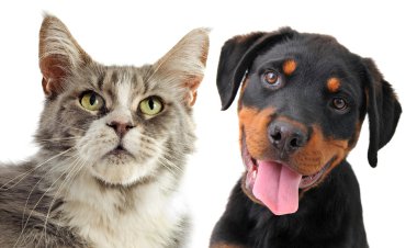 Maine coon cat and puppy rottweiler clipart