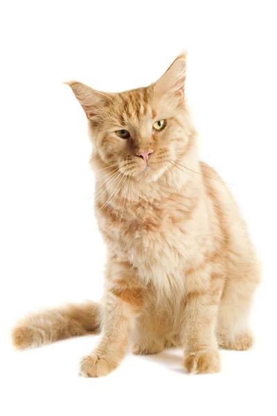 Ginger maine casulo gato — Fotografia de Stock