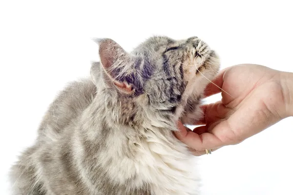 深情缅因库恩猫赤いラズベリーを選ぶ人の手 — 图库照片