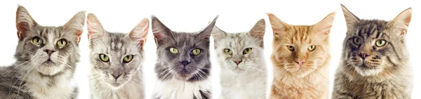 Мейн Кун для котів — стокове фото