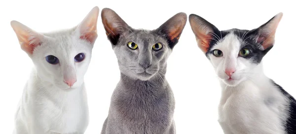 3 つのオリエンタル猫 — ストック写真