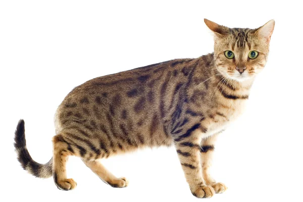 Γάτα Βεγγάλης — Φωτογραφία Αρχείου