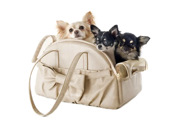 Τσάντα ταξιδιού και Τσιουάουα (Chihuahua) — Φωτογραφία Αρχείου