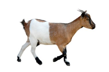 Young goat clipart