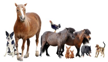 Farm animals clipart