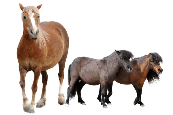 Pferd und Ponys — Stockfoto