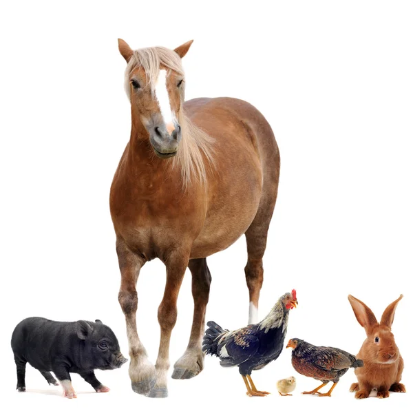 Cute farm animals Stock Photos, Royalty Free Cute farm animals Images