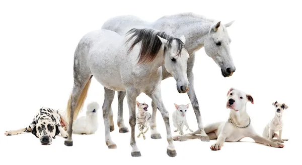 Група білих домашніх тварин — стокове фото