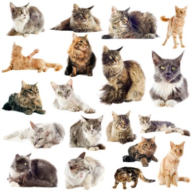 Maine coon cats clipart