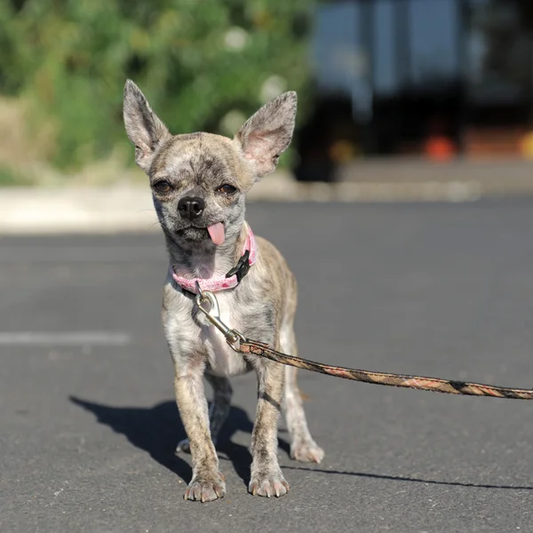 Chihuahua na rua — Fotografia de Stock