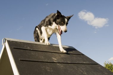 Jumping border collie clipart