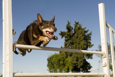 Kelpie in agility clipart