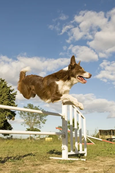 ボーダー ・ コリー犬のジャンプ — ストック写真