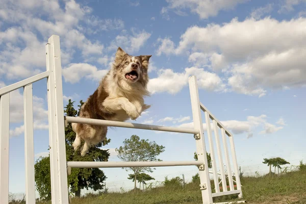 跳跃的边境牧羊犬 — 图库照片