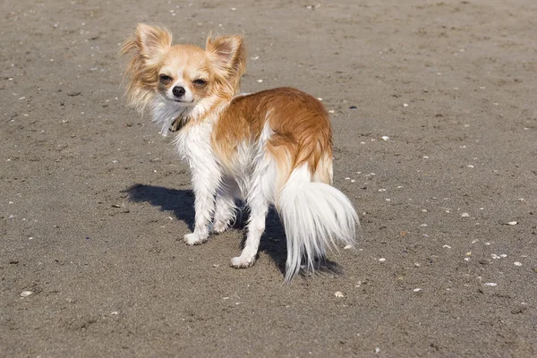 Chihuahua on the beach — Stock Photo, Image