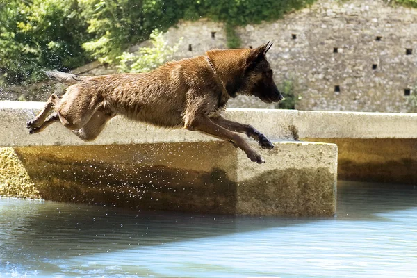 Malinois springt in den Fluss — Stockfoto