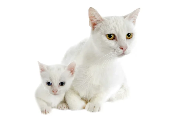White kitten and mother — Stock Photo, Image