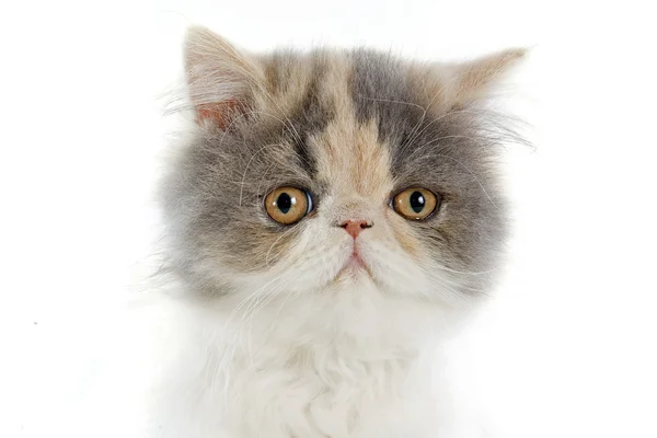 Farsça kedi yavrusu — Stok fotoğraf