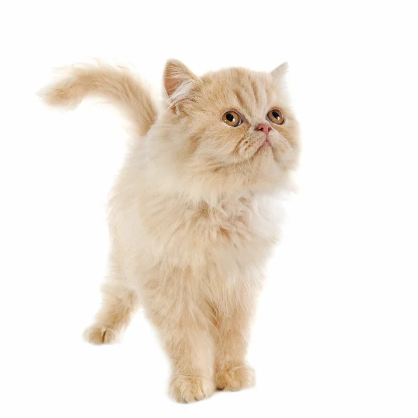Perzisch-kitten — Stockfoto