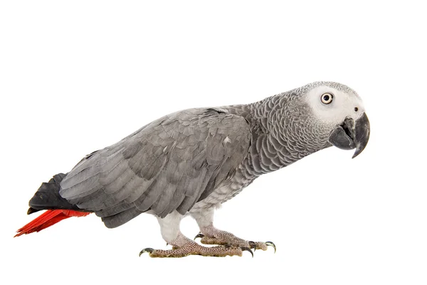 stock image African Grey Parrot