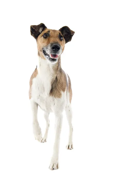 Smooth fox terrier — Stock Photo, Image