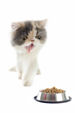 Farsça kedi ve kedi yiyecek