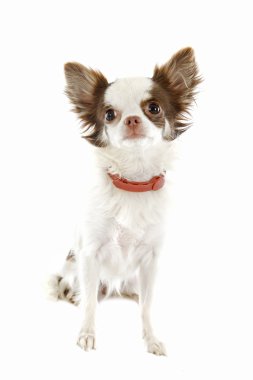 Chihuahua with preventive collar clipart