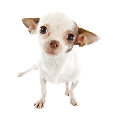 Puppy chihuahua clipart