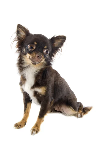 Filhote de cachorro Chihuahua — Fotografia de Stock