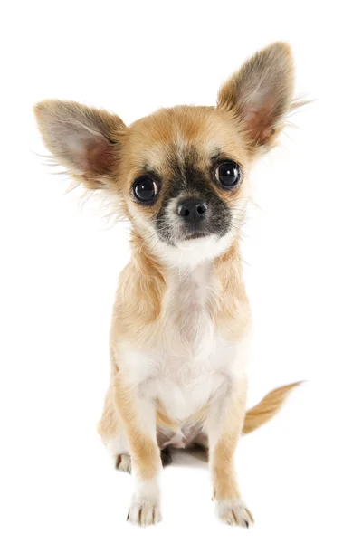 Cachorro Chihuahua — Foto de Stock