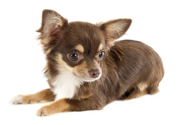 Puppy chihuahua — Stock Photo, Image