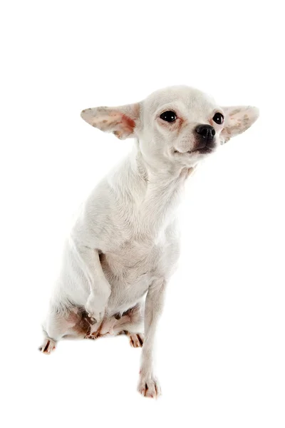 Chihuahua biały — Zdjęcie stockowe