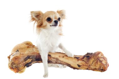 Chihuahua ve kemik