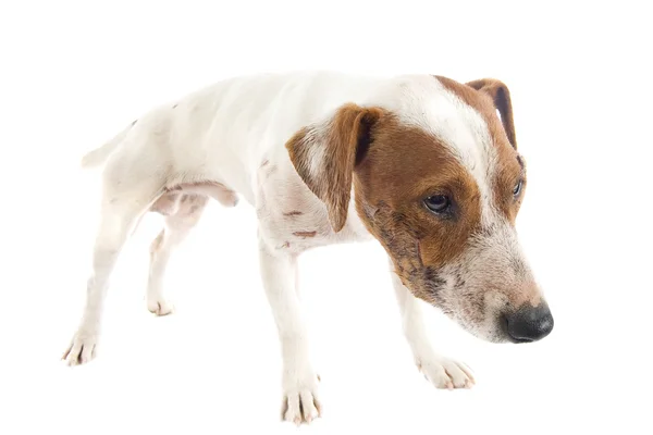 Herido jack russel terrier — Foto de Stock