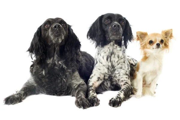 Brittany spaniels and chihuahua — Stock Photo, Image
